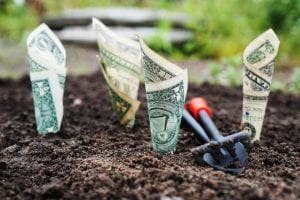 money growing in soil